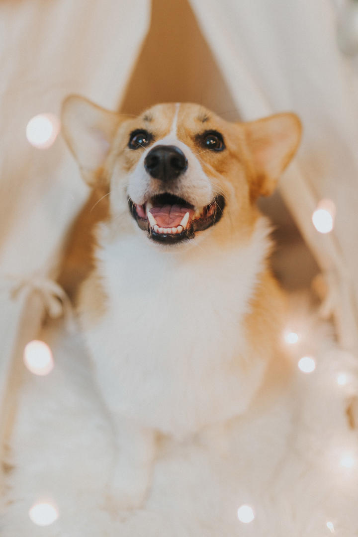 明明《犬夜叉》中的半妖并不弱，可为什么纯种妖怪看不起半妖？