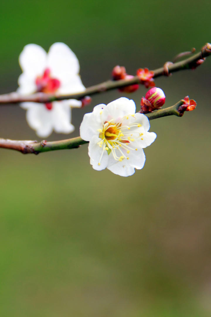 娜然封神2首映再现妲己花瓣妆